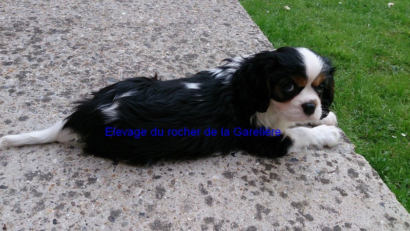 Cavalier King Charles : Jekill du rocher de la Garelire